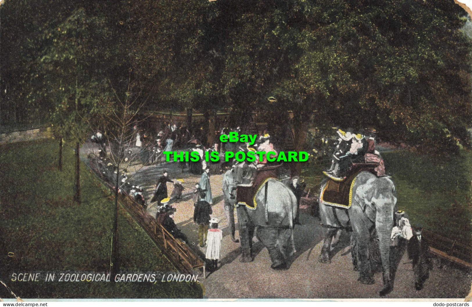 R587391 Scene In Zoological Gardens. London. 1906 - Autres & Non Classés