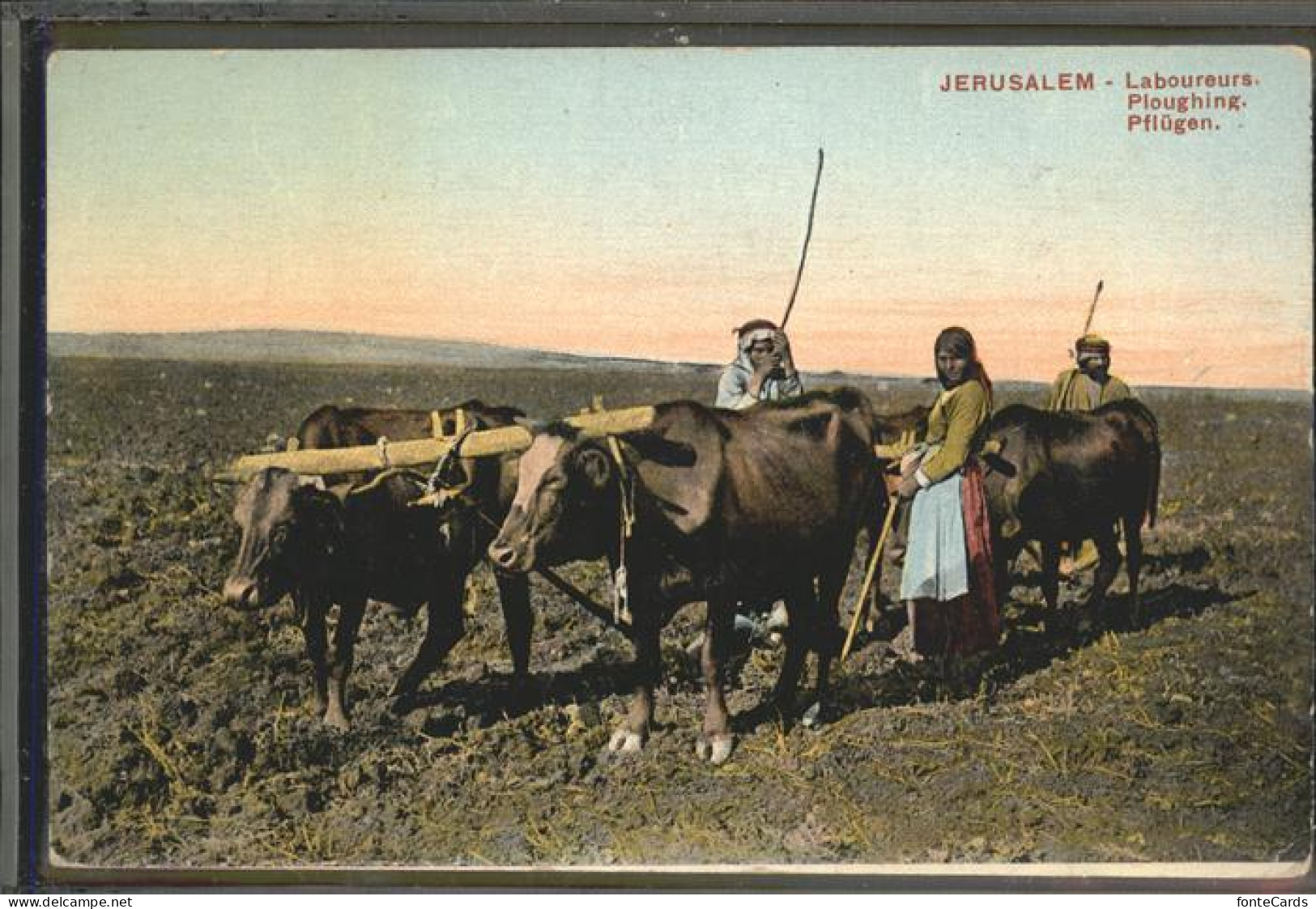 11197272 Jerusalem Yerushalayim Pfluegen Ochse  - Israel