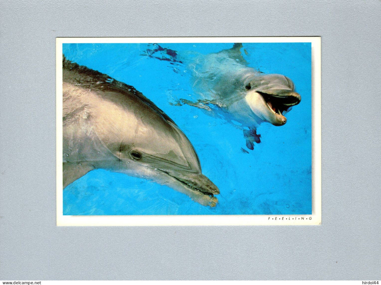 Dauphins - Dolphins