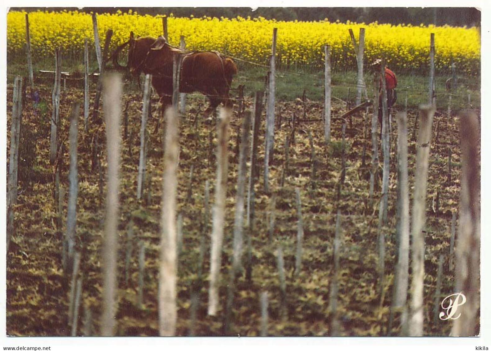 CPSM / CPM 10.5 X 15 Prestige CHARENTE Paysan Labourant Ses Vignes Cheval - Poitou-Charentes