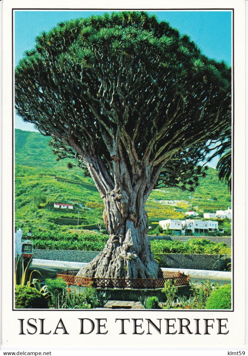 Tenerife - Icod De Los Vinos - Tenerife