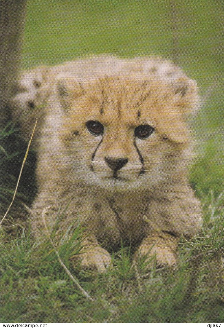 Zoo Neuwied Allemagne Guépard - Autres & Non Classés