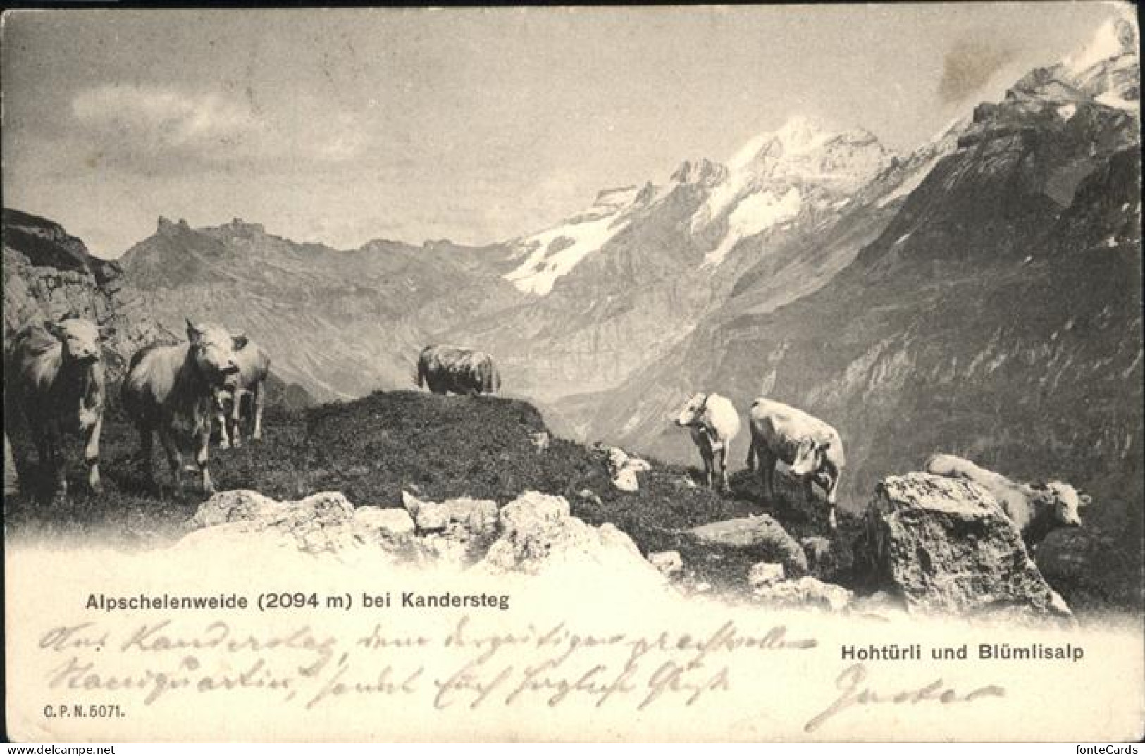 11195430 Kandersteg BE Kuehe Alpschelenweide Kandersteg - Other & Unclassified