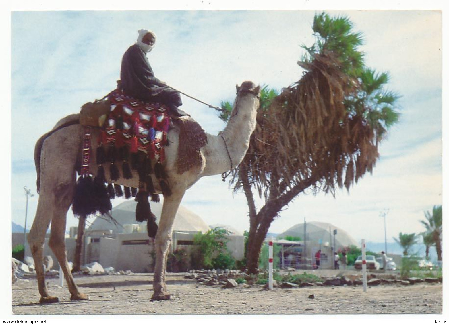 CPSM 10.5 X 15 Israël (59) EILAT Camel And Rider With Underwater Observatory In The Background* - Israel