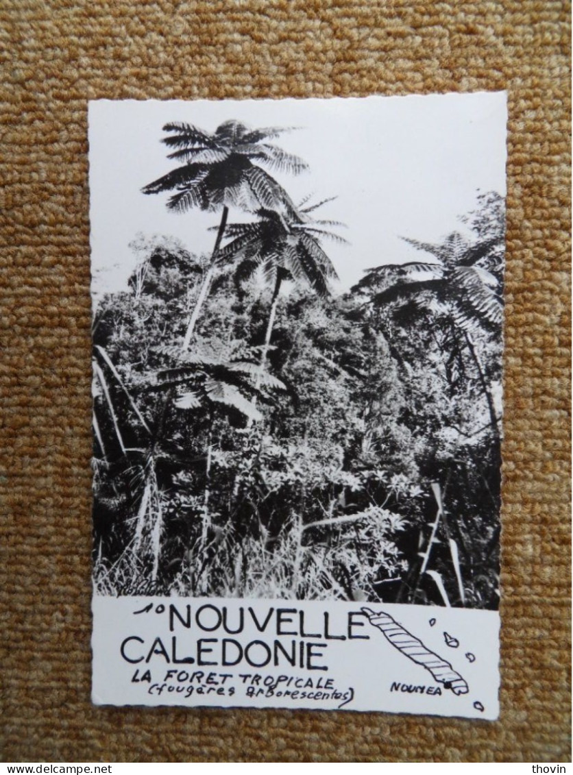KB11/1074-Nouvelle Calédonie La Forêt Tropicale (Fougères Arborescentes) - Nouvelle Calédonie