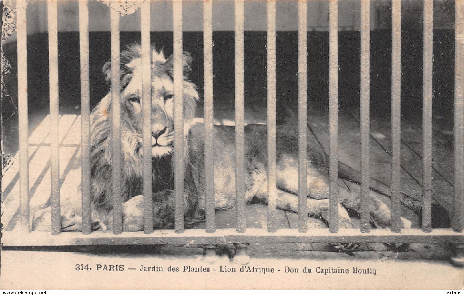 75-PARIS JARDIN DES PLANTES LION D AFRIQUE-N°4226-C/0259 - Parks, Gardens