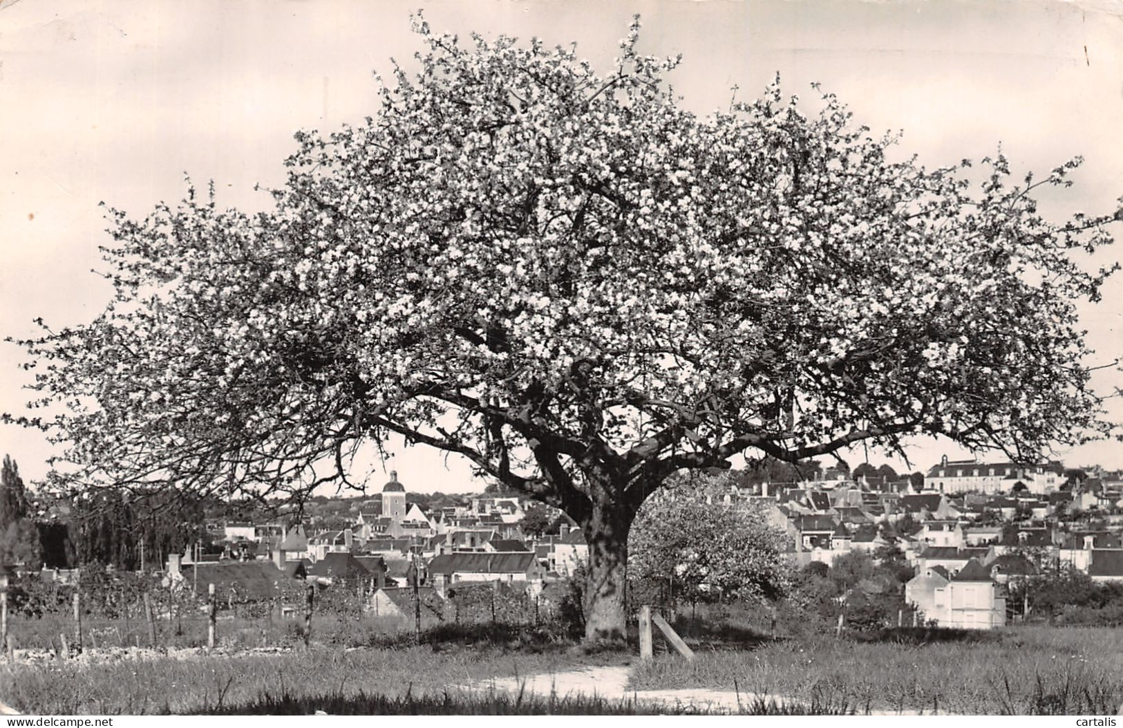 72-CHATEAU DU LOIR-N°4226-B/0197 - Chateau Du Loir