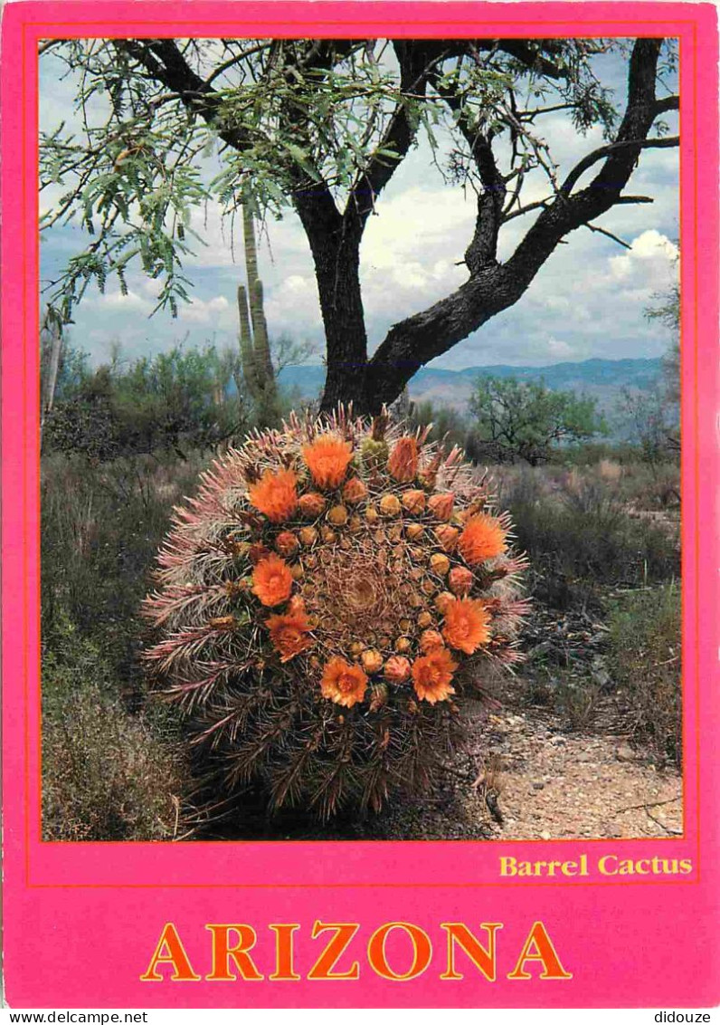 Fleurs - Plantes - Cactus - Arizona - Barrel Cactus In Bloom - Etats Unis - United States - USA - CPM - Voir Scans Recto - Cactusses