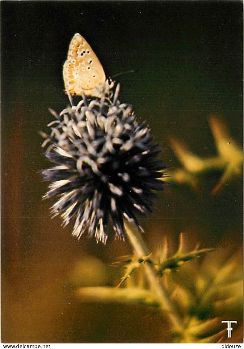 Fleurs - Chardon Au Papillon - CPM - Voir Scans Recto-Verso - Fleurs
