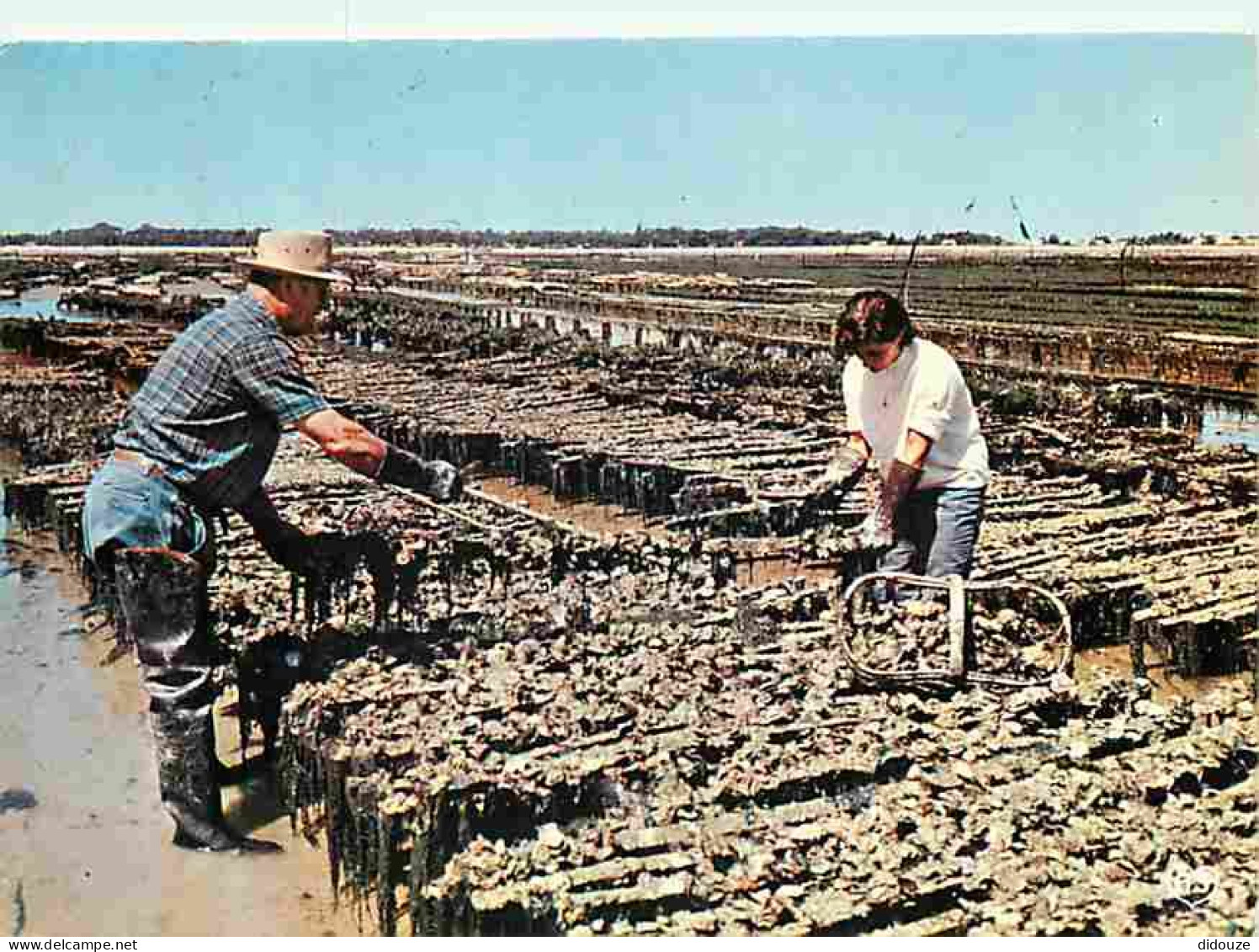 Metiers - Ostréiculture - Culture Des Huitres - Ostréiculteur - Parc à Huitres - Flamme Postale De Ronce Les Bains - CPM - Pêche