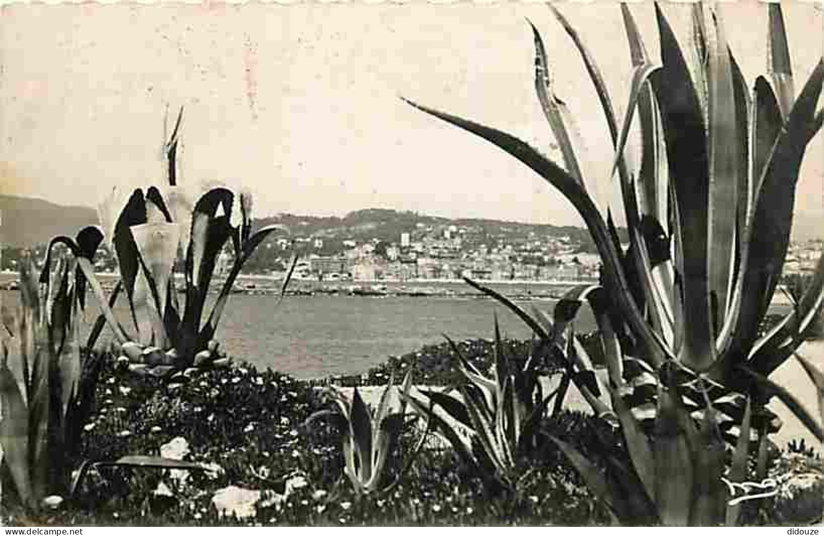 06 - Cannes - Vue D'ensemble - CPM - Voir Scans Recto-Verso - Cannes