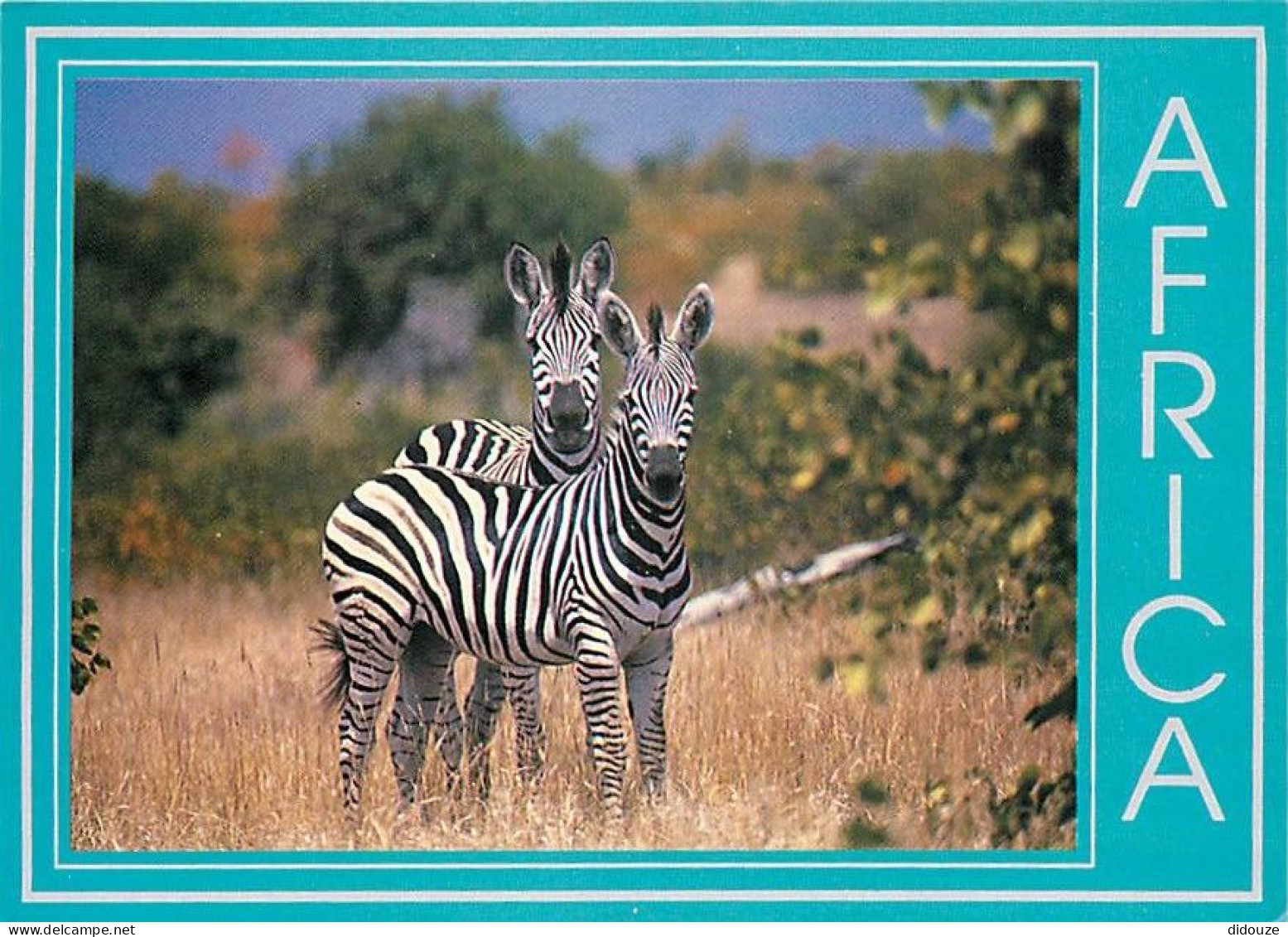 Animaux - Zèbres - Zèbres De Burchell - CPM - Carte Neuve - Voir Scans Recto-Verso - Zebras