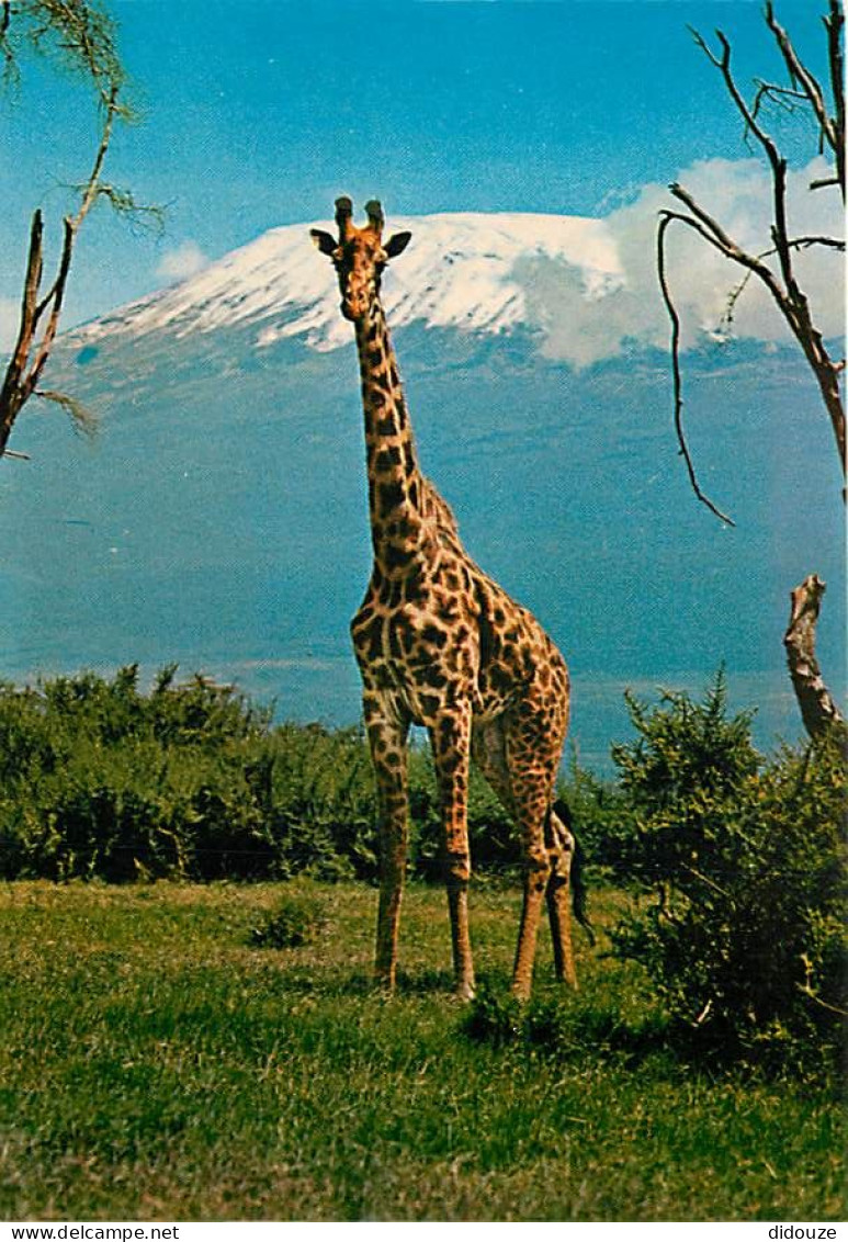 Animaux - Girafes - Giraffe Against Mt Kilimanjaro - Carte Neuve - CPM - Voir Scans Recto-Verso - Girafes