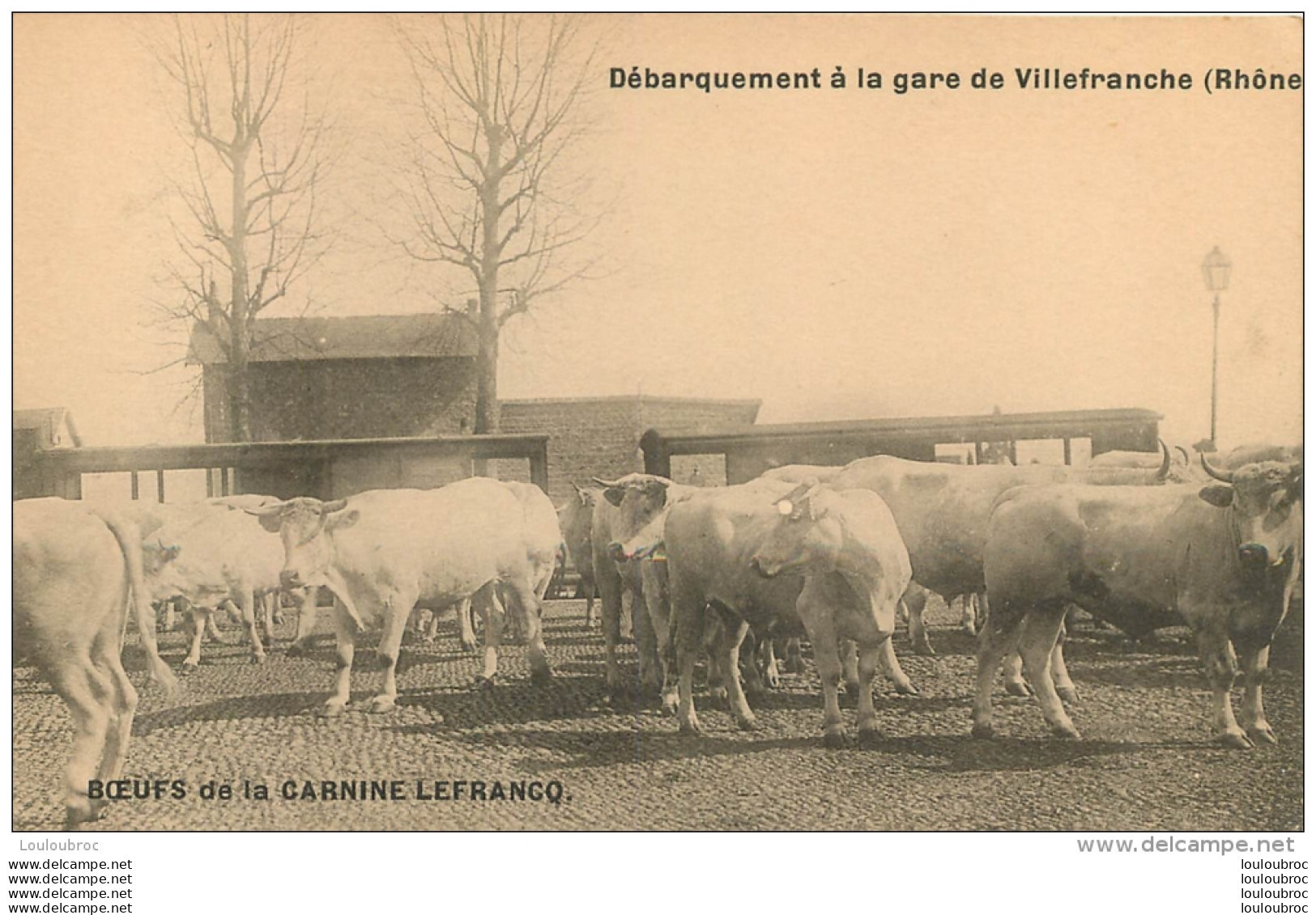 BOEUFS DE LA CARNINE LEFRANCQ DEBARQUEMENT A LA GARE DE VILLEFRANCHE - Elevage