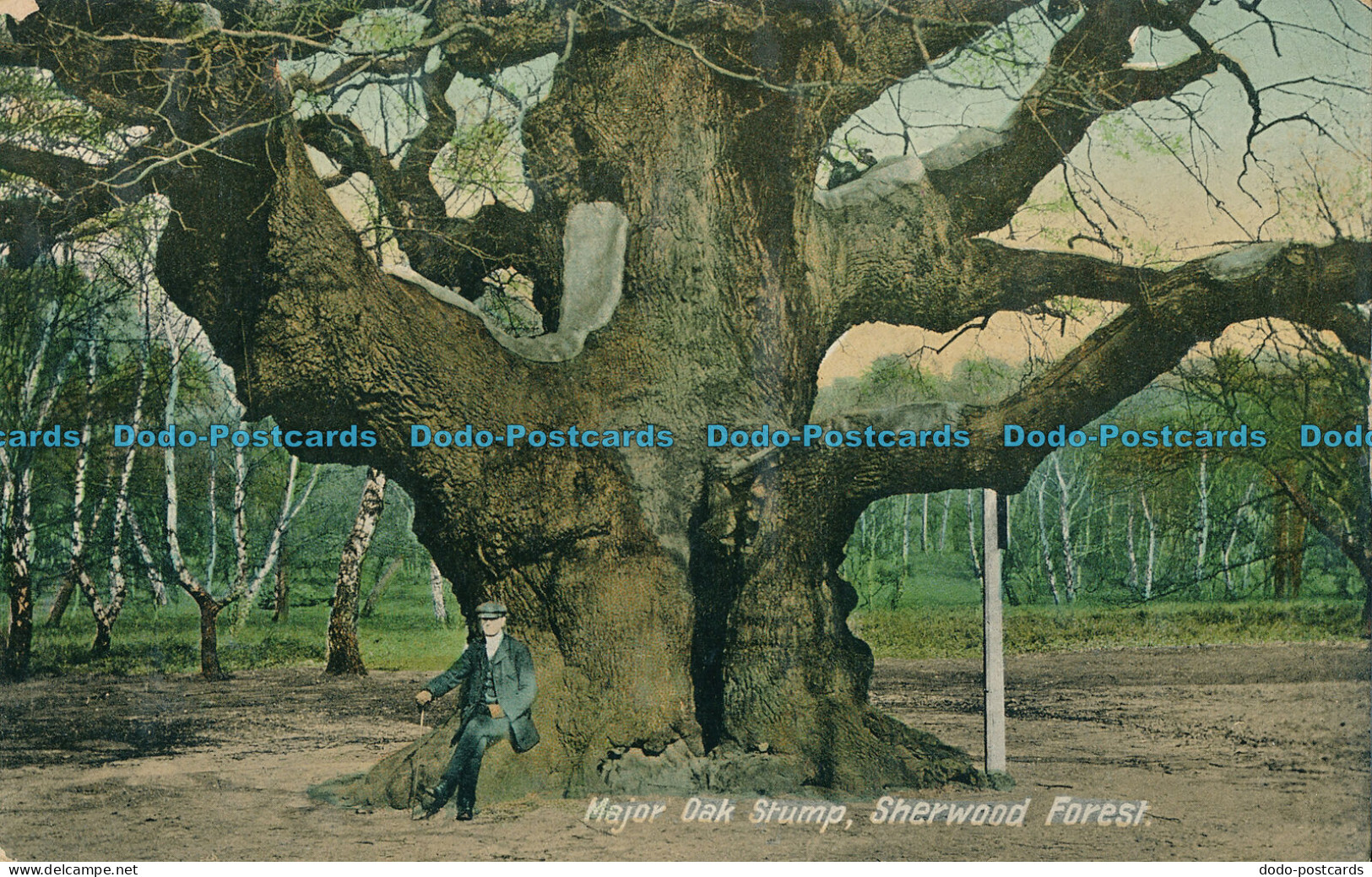 R000331 Major Oak Stump. Sherwood Forest. Valentine - Monde