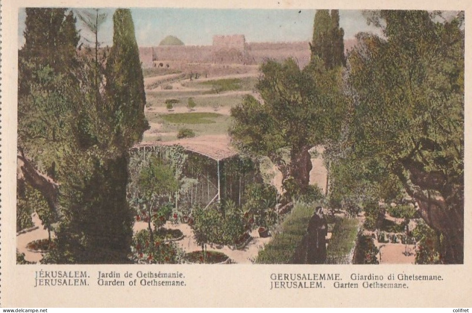 Jérusalem  -  Jardin De Gethsémanie - Israel