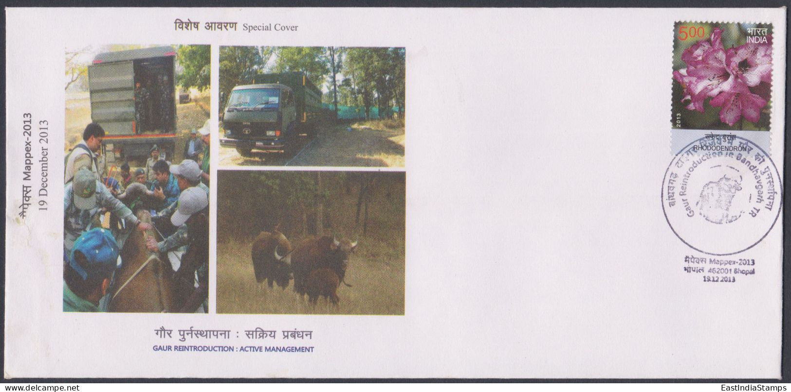 Inde India 2013 Special Cover Gaur Reintroduction, Cattle, Wild Cow, Indian Bison, Pictorial Postmark - Briefe U. Dokumente