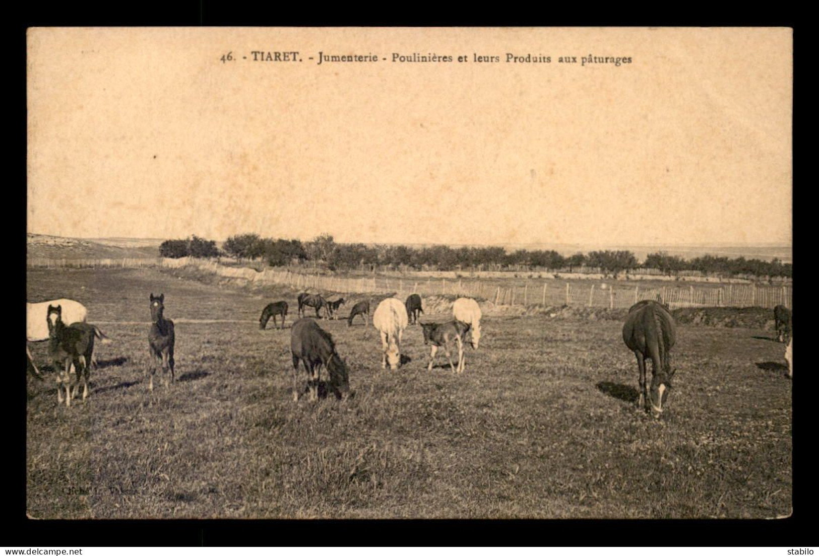 ALGERIE - TIARET - POULINIERES ET LEURS POULAINS AUX PATURAGES - Tiaret