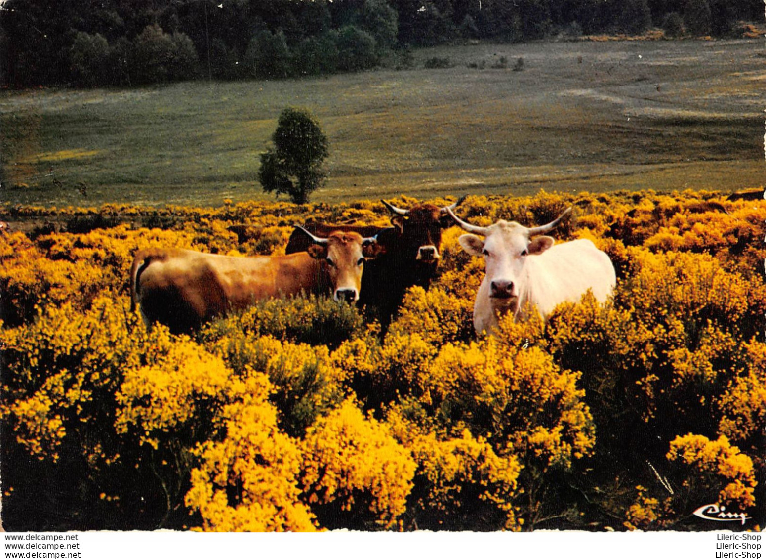 Beaux Sites De La Lozère - Pâturages Au Printemps - Vaches - Koeien