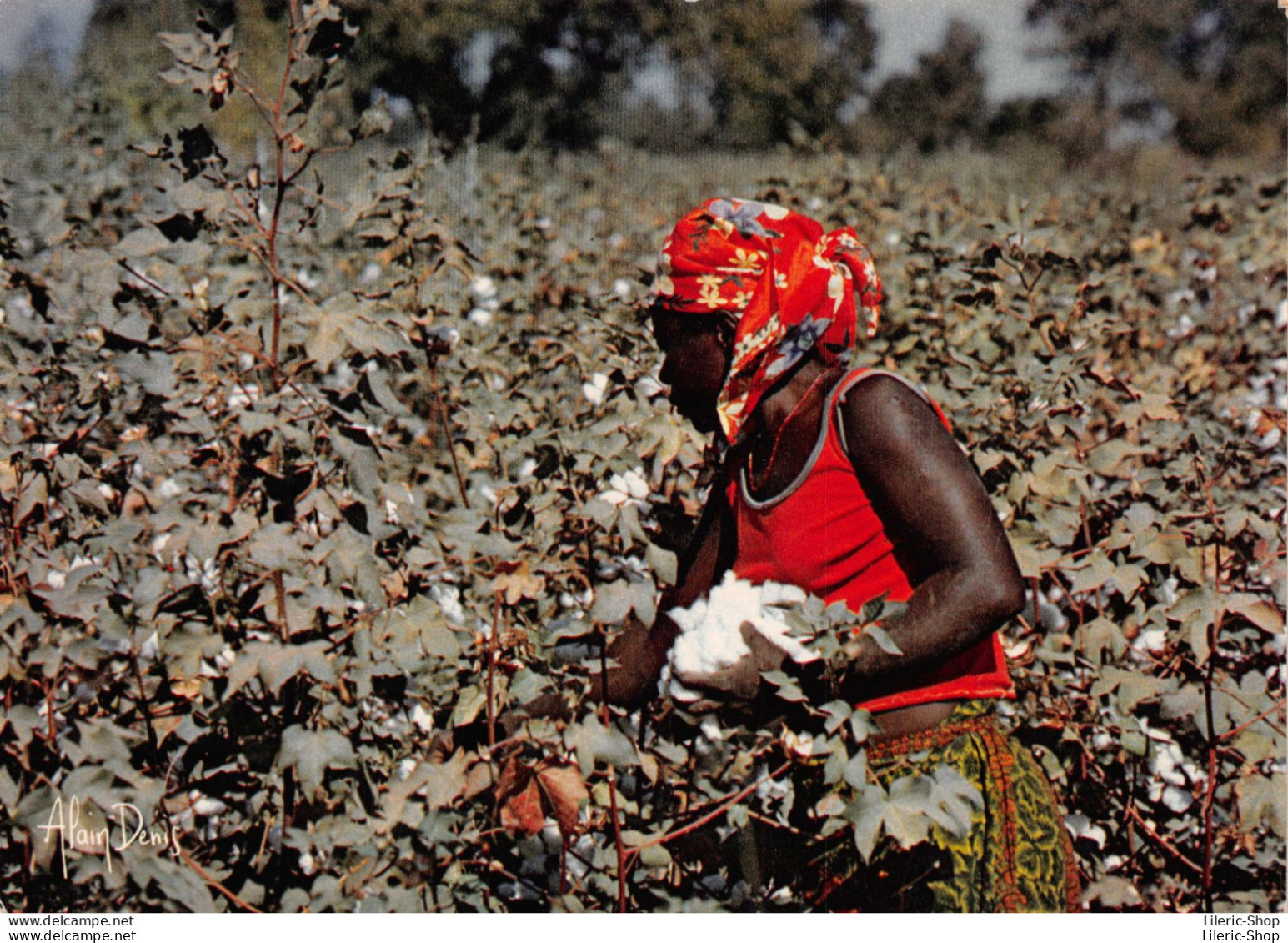 KOZA CAMEROUN CUEILLETTE DU COTON Photo Alain DENIS - Cpm - Kameroen