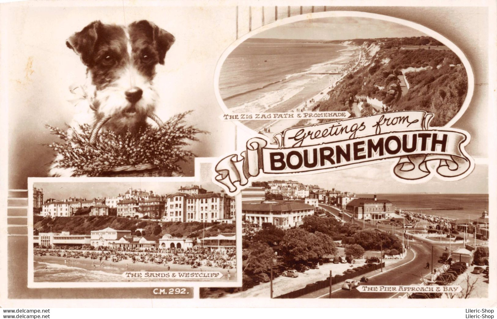 Angleterre > Hampshire > Bournemouth - Greetings From BOURNEMOUTH - Dog/chien Fox Terrier Cpsm - Bournemouth (avant 1972)