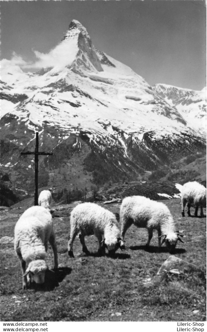 SUISSE VS Zermatt, Matterhorn Und Sunnegga # Schaf # Moutons Au Pâturage  Cpsm PF 1965 - Zermatt