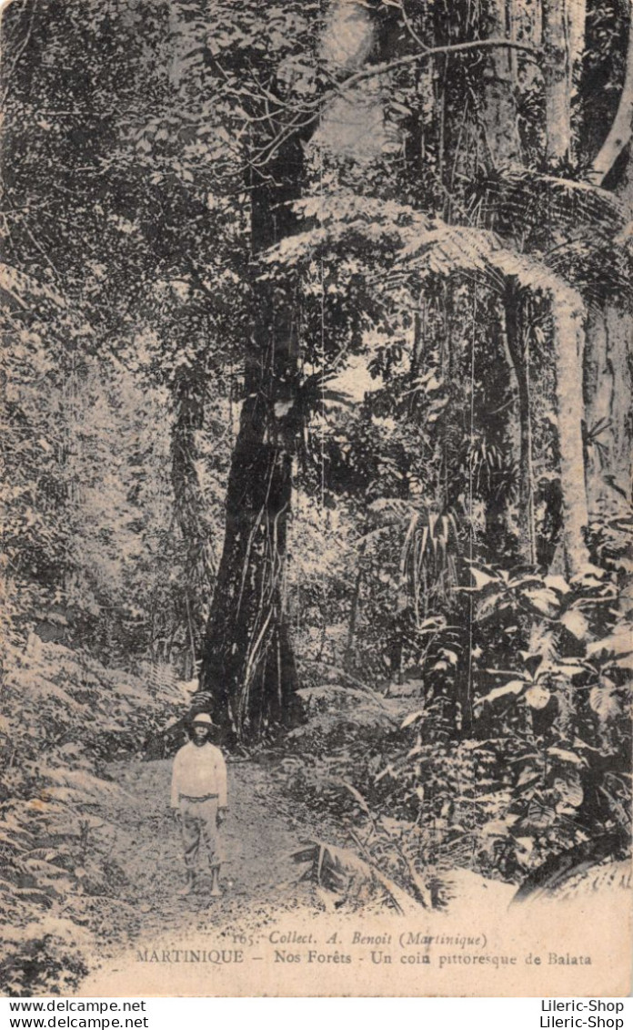 MARTINIQUE Nos Forêts -  Un Coin Pittoresque De Balata Collect. A. Benoit (Martinique) Cpa ± 1920 - Autres & Non Classés