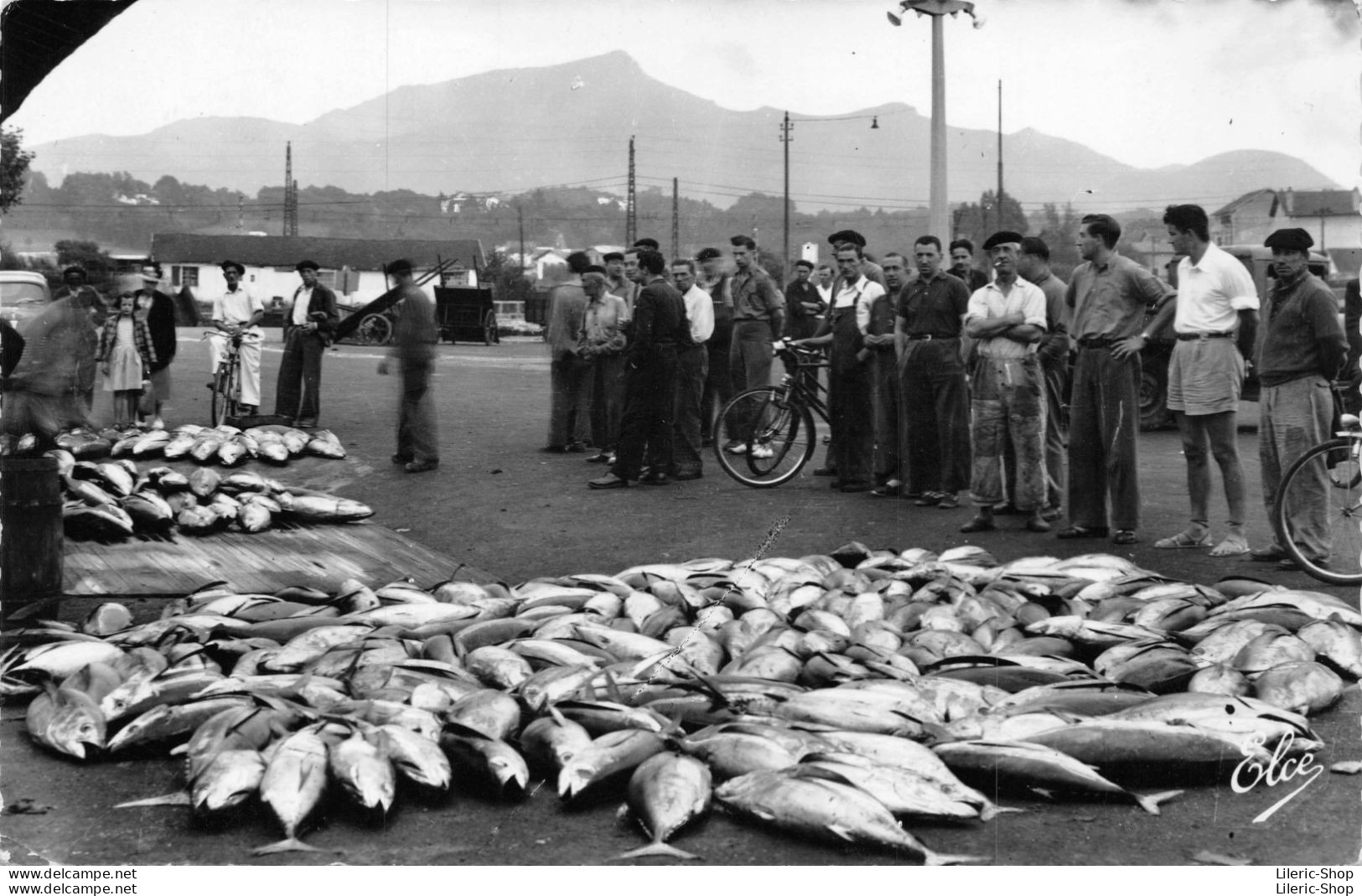 # Métier # Pêcheur # ST-JEAN-de-LUZ  Au Port, Vente De Poisson à La Criée Cpsm PF 1959 - Pêche