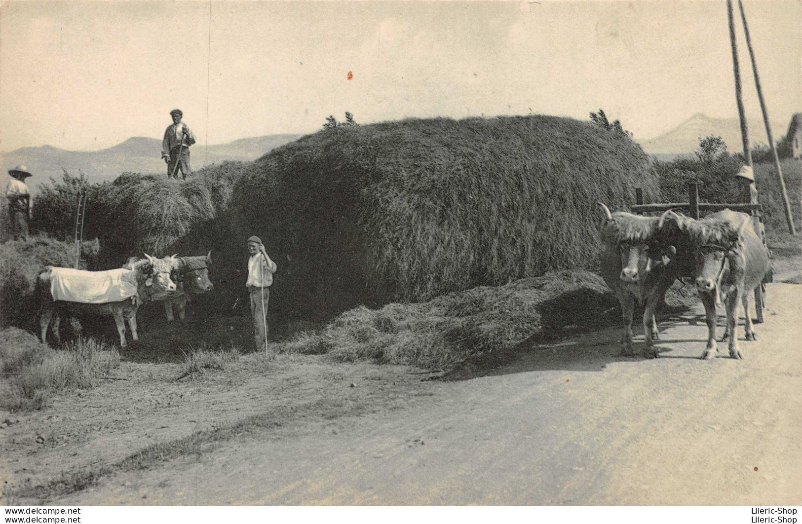 # Agriculture # Métier # Paysan # La Fenaison Au Pays Basque - Attelages De Bœufs M. D - Paysans