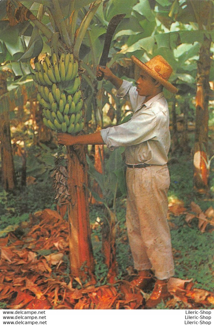 MARTINIQUE - Ouvrier Agricole Récoltant à La Machette Un Régime De Bananes - Autres & Non Classés