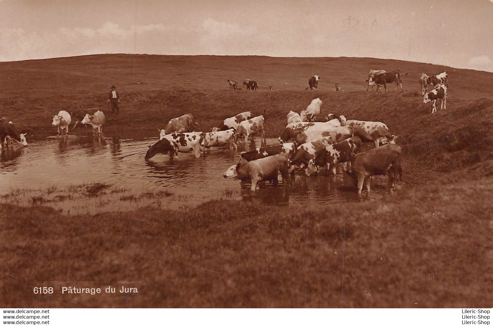 Suisse >  Carte Photo - Pâturage Du Jura - Vaches - Phototypie Co., Neuchâtel - Neuchâtel