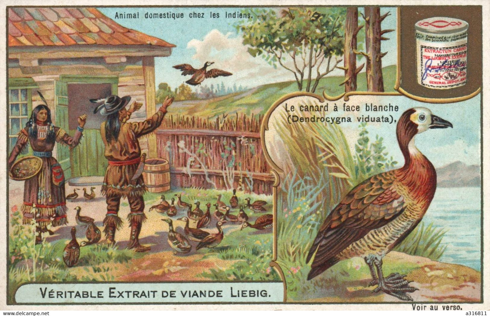 Liebig Le Canard A Face Blanche - Liebig