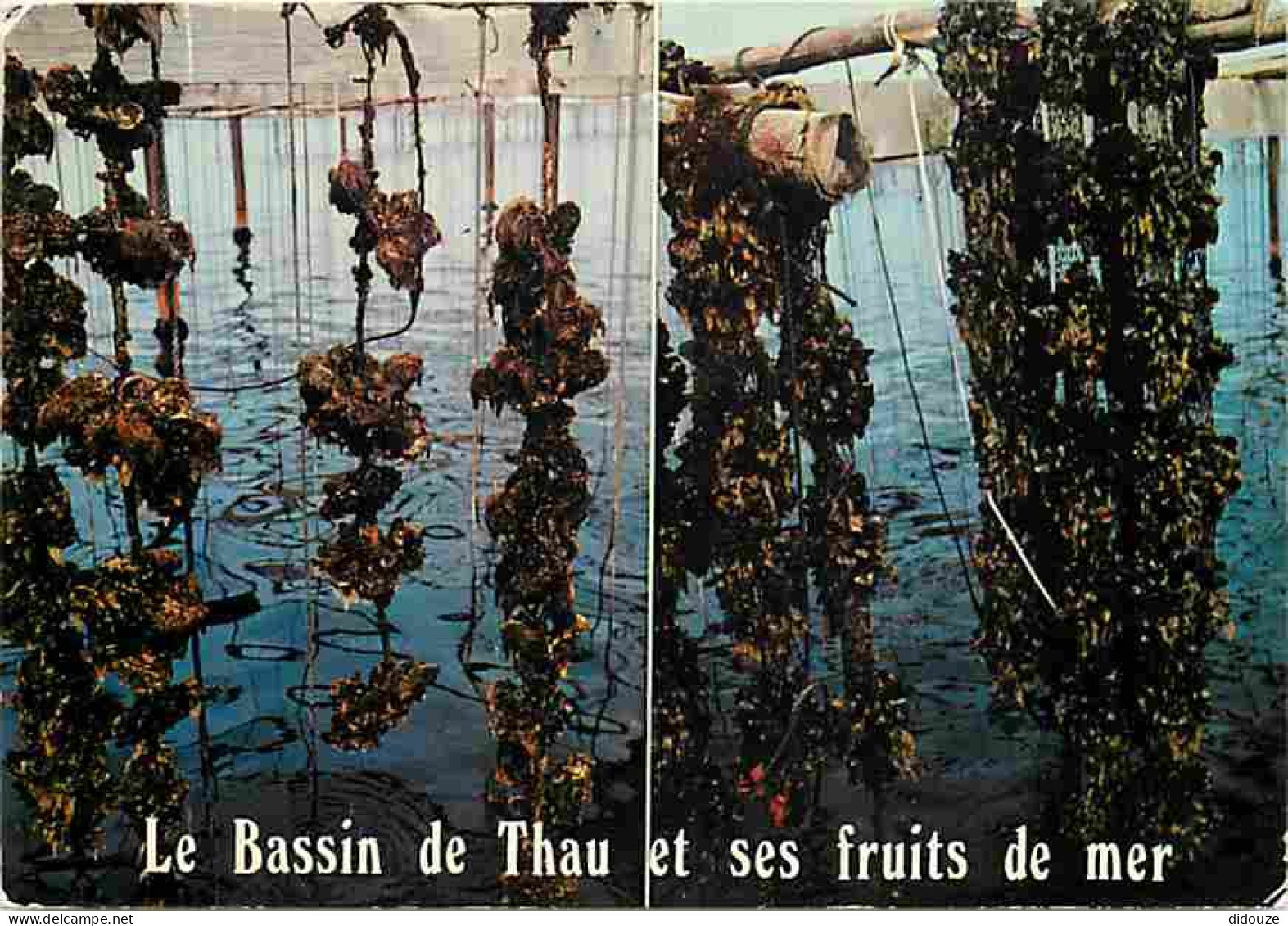 Metiers - Conchyliculture - Culture Coquillages Comestibles - Conchylicultureur - Le Bassin De Thau Et Ses Fruits De Mer - Pêche
