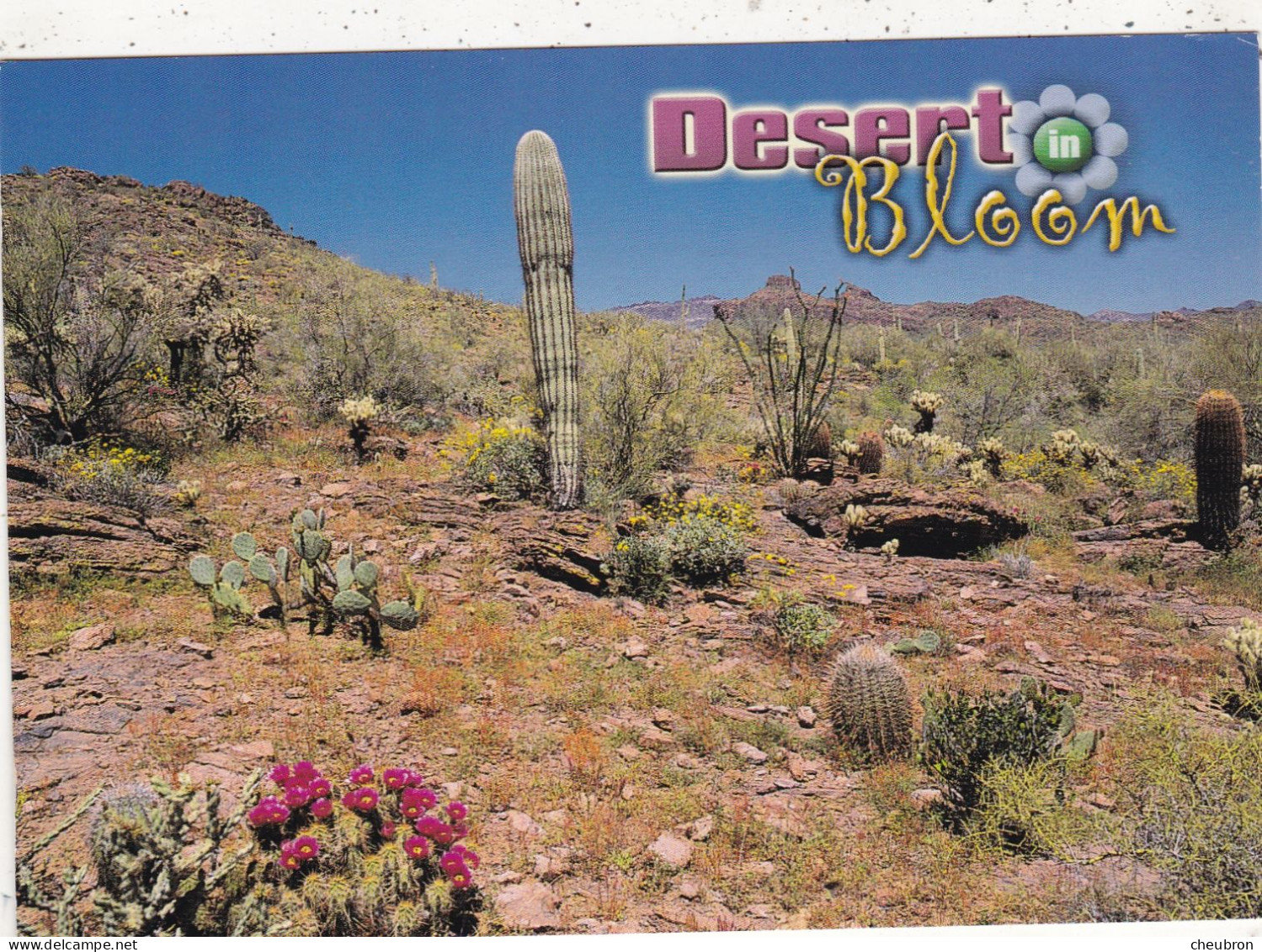 ETATS UNIS. AZ. PHOENIX(ENVOYE DE). DESERT IN BLOOM. ANNEE 2003 + TEXTE + TIMBRES - Autres & Non Classés