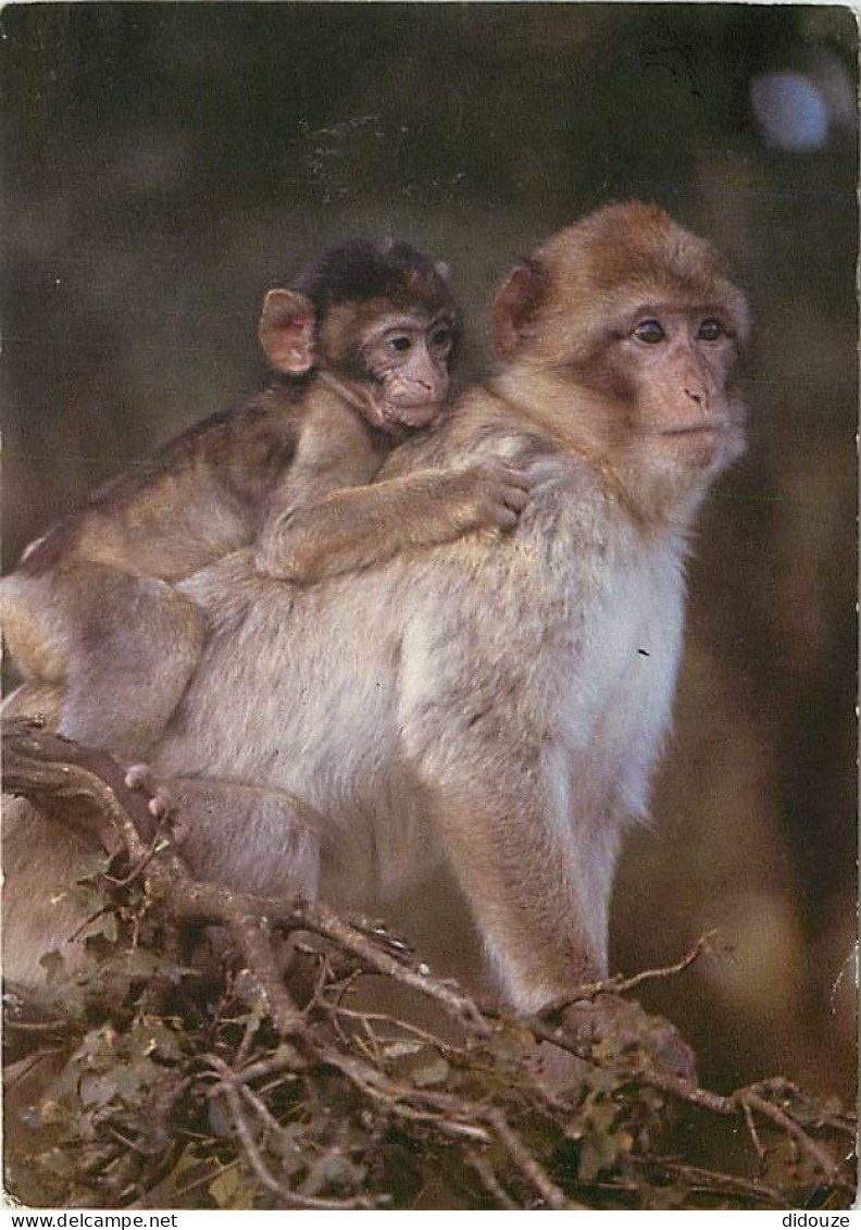Animaux - Singes - La Montagne Des Singes De Kintzheim - La Forêt Des Singes De Rocamadour - Macaque De Barbarie - CPM - - Singes