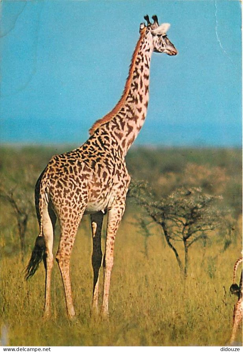 Animaux - Girafes - Girafe Du Kenya - Etat Légère Froissure Visible - CPM - Voir Scans Recto-Verso - Giraffes