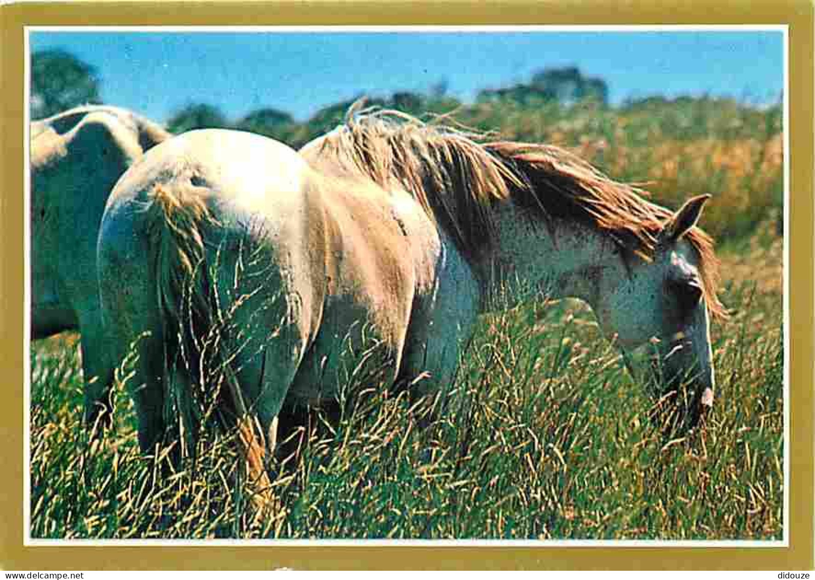 Animaux - Chevaux - La Passion Du Cheval - Photo Serge Farissier - Carte Neuve - Voir Scans Recto Verso  - Paarden