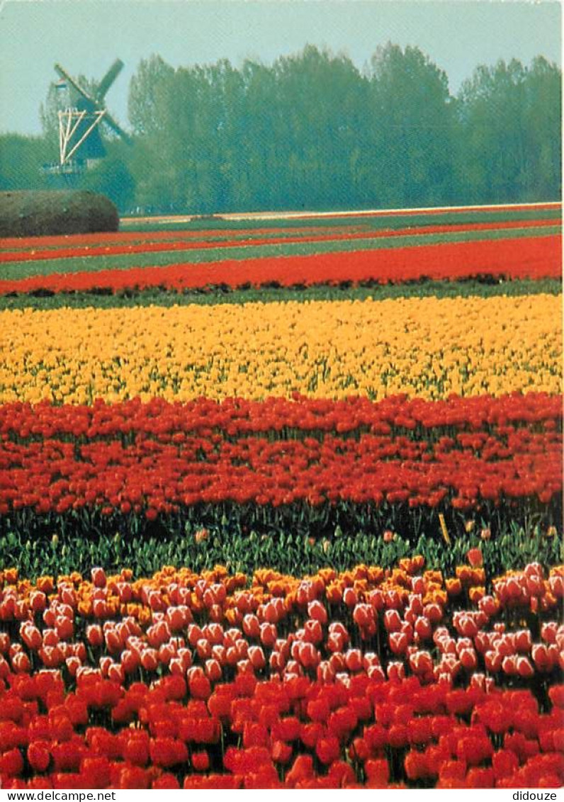 Pays-Bas - Nederland - Hillegom - Tulip Fields - International Flower Bulb Centre - CPM - Voir Scans Recto-Verso - Autres & Non Classés