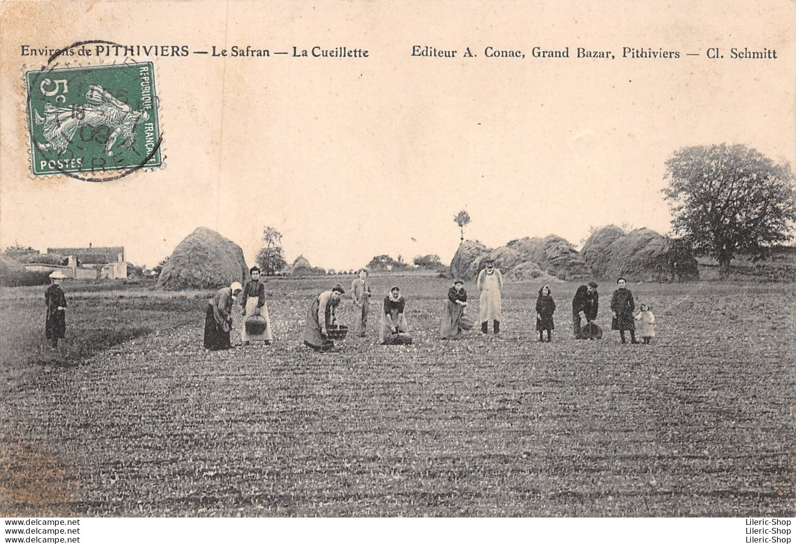 ►ENVIRONS PITHIVIERS◄(45)◄CPA► 19 JUILLET 1909►LE SAFRAN◄►LA CUEILLETTE►ÉDIT. A. CONAC, GRAND BAZAR - Pithiviers