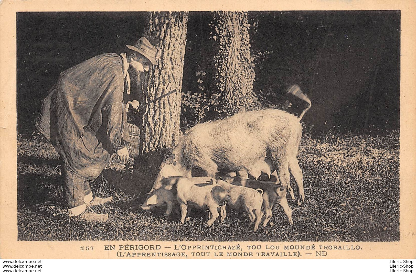 En PÉRIGORD - Chasseur De Truffes  - Le Cavage Avec Des Cochons Truie Et Gorets - Éditions ND - Cpa - Autres & Non Classés