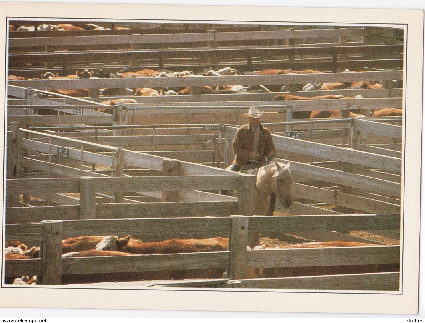 Amarillo - Cattle In The Corral - Amarillo