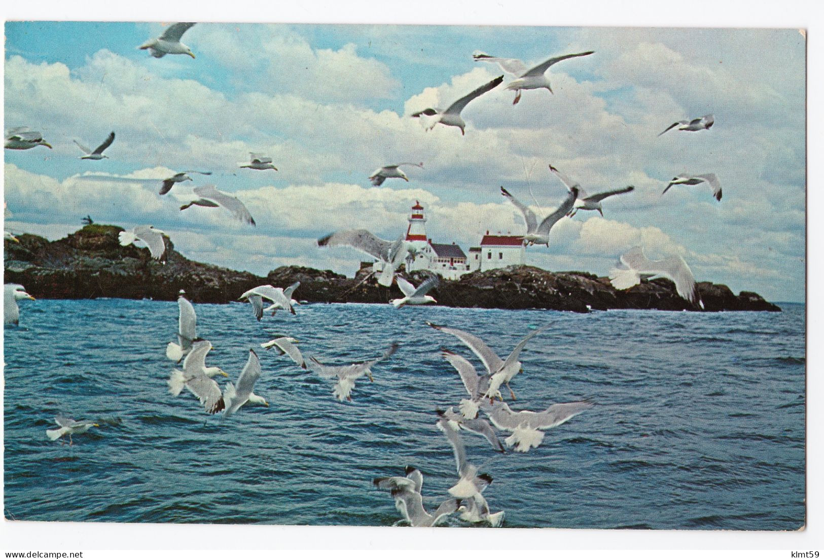 Campobello Island - Sea Gulls With Head Light In Background - Autres & Non Classés