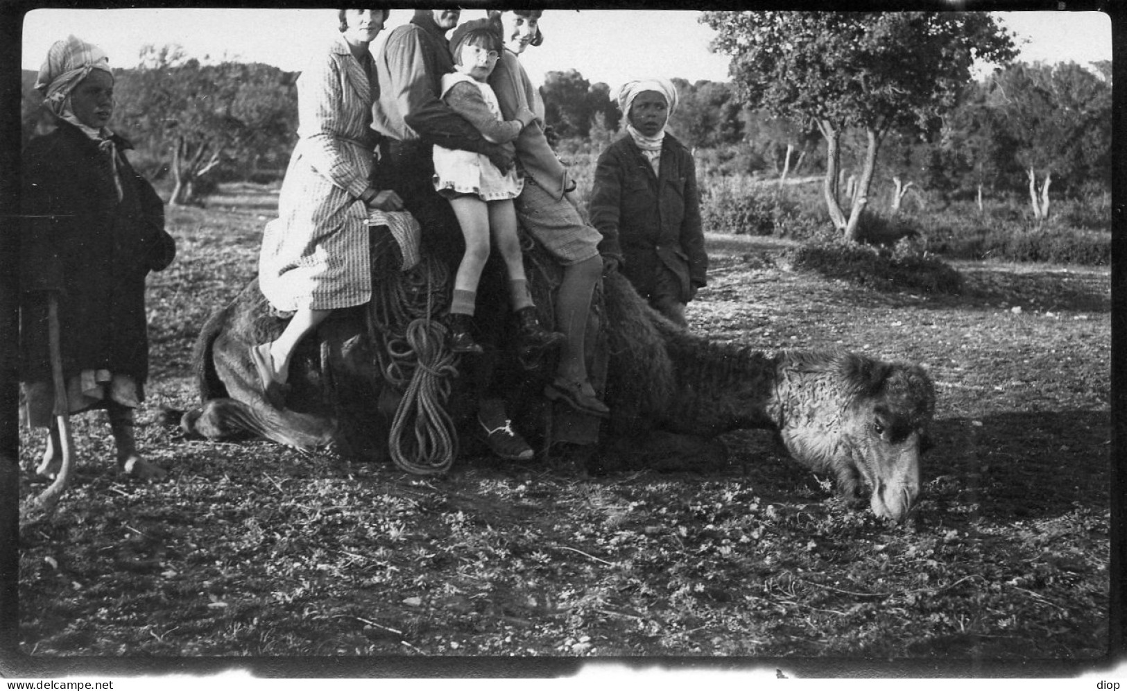 Photo Vintage Paris Snap Shop -famille Family Chameau Camel A&Iuml;N  El Ouach - Africa
