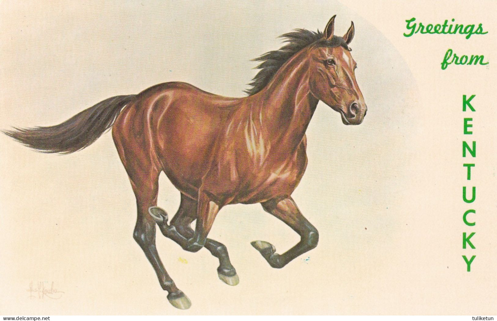 Horse - Cheval - Paard - Pferd - Cavallo - Cavalo - Caballo - Kentucky - Chevaux