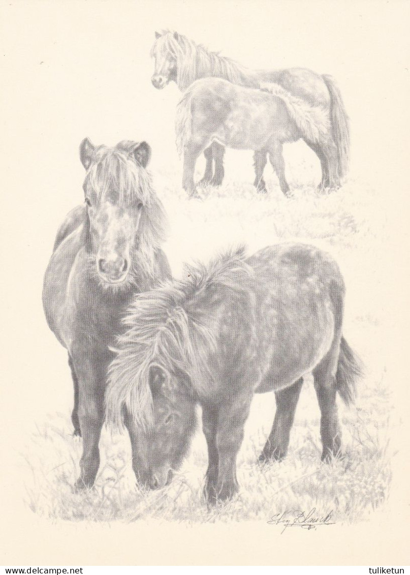 Horse - Cheval - Paard - Pferd - Cavallo - Cavalo - Caballo - Häst - Pictura Graphica AB - Pferde