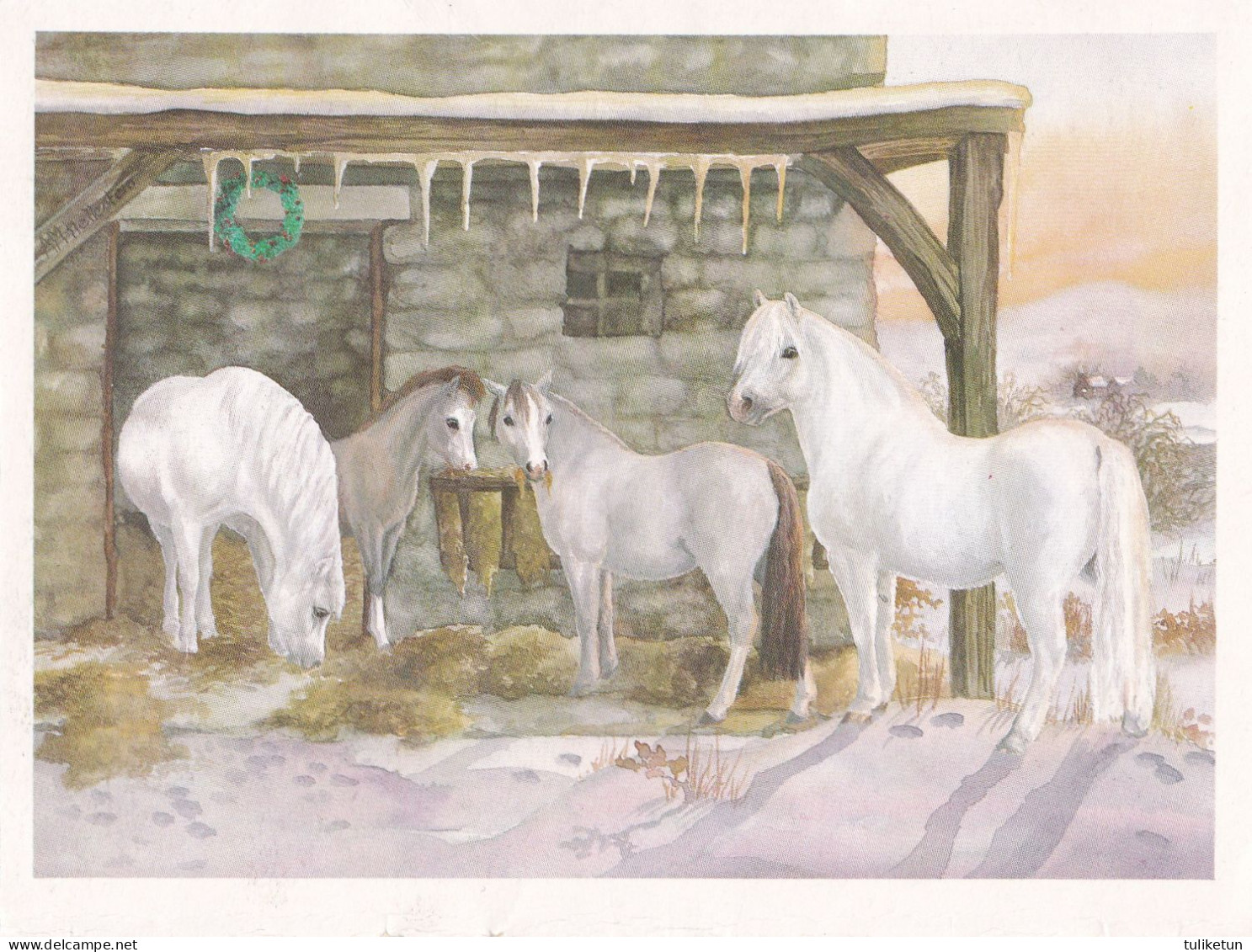 Horse - Cheval - Paard - Pferd - Cavallo - Cavalo - Caballo - Häst - Villivarsa - Wild Foal - Chevaux