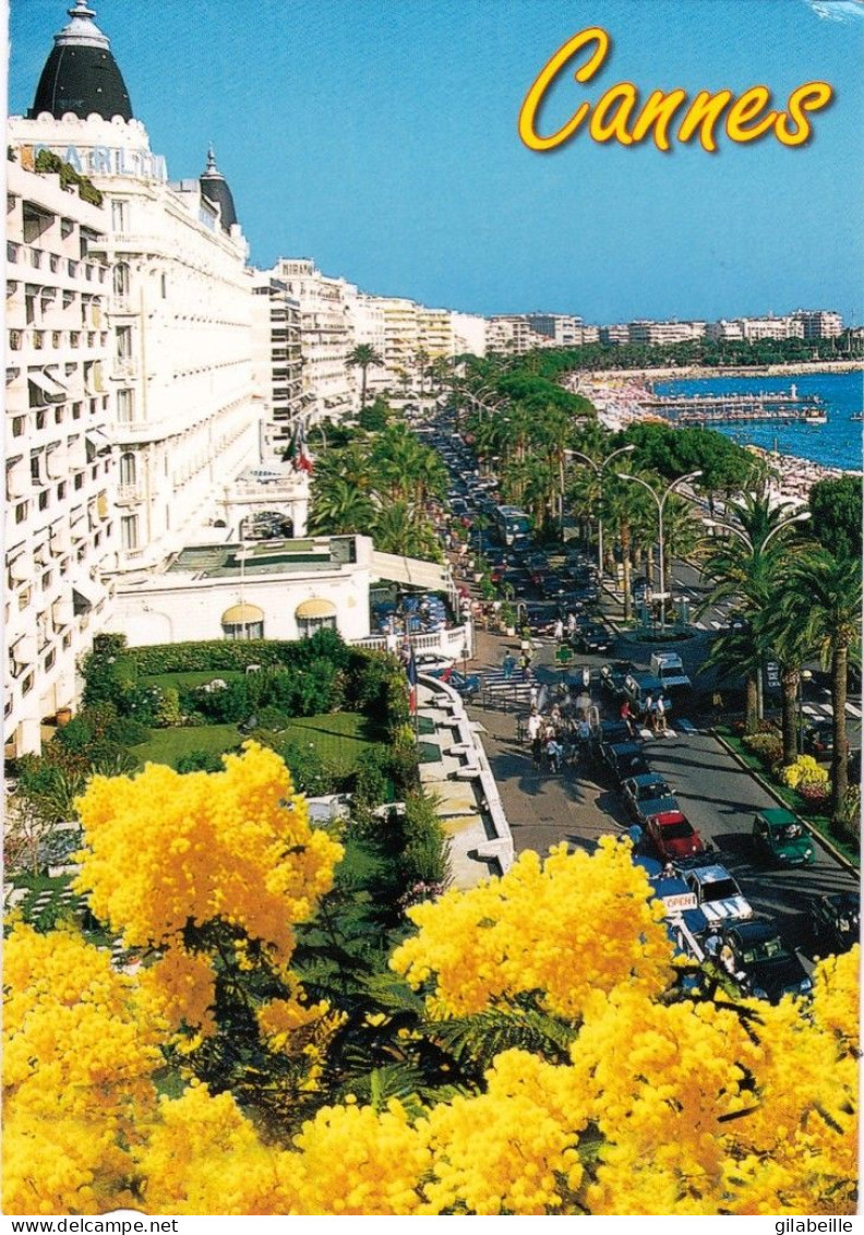 06 -  CANNES - La Croisette Sous Le Mimosa - Cannes