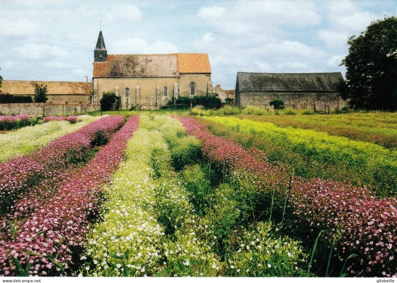 28 - Eure Et Loir - VIERVILLE - Champ De Saponaires Fleuries Devant L Eglise - Autres & Non Classés