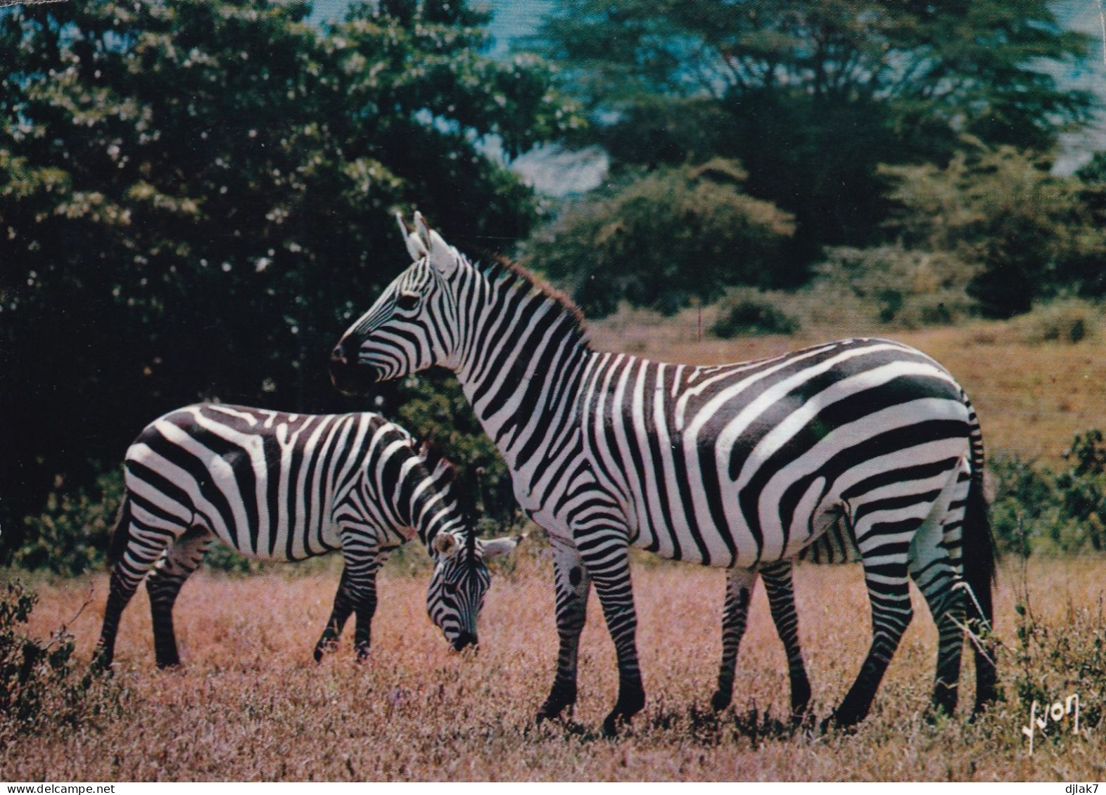 Animaux D'Afrique En Liberté Les Zèbres - Zebras