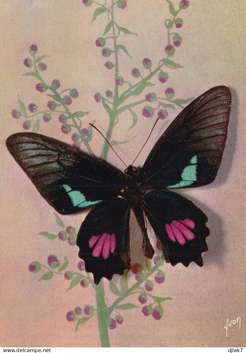 Papillons Exotiques Papilio Eurimedes Sesostris (Guyanes) - Papillons